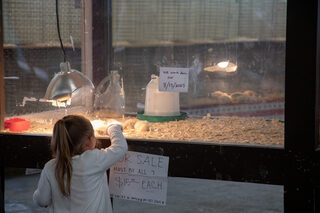 Cages line the poultry barn with chickens, turkeys and ducks as well as rabbits and guinea pigs. In the center of the barn, a child watches the baby chicks for sale sleep under a heat lamp. 
